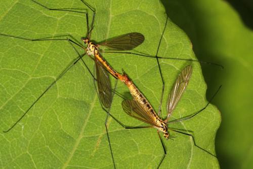 Nephrotoma flavescens