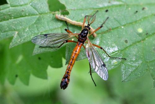 Tanyptera atrata