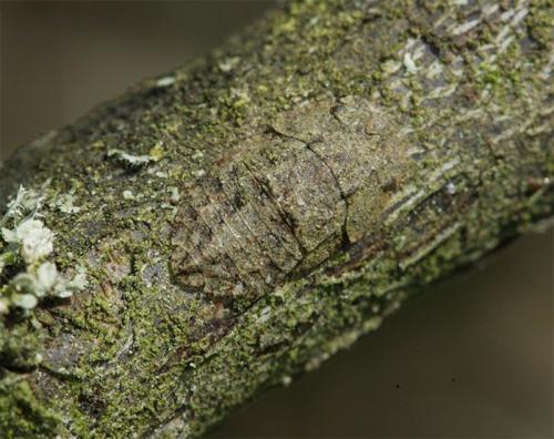 Ledra aurita