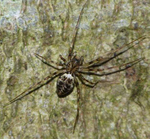 Drapetisca socialis