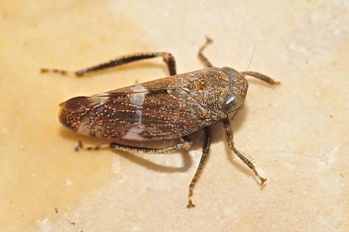 Stegelytra sp.