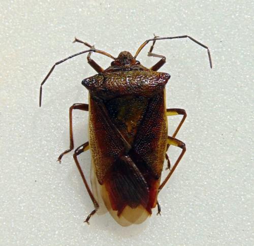 Acanthosoma haemorrhoidale haemorrhoidale