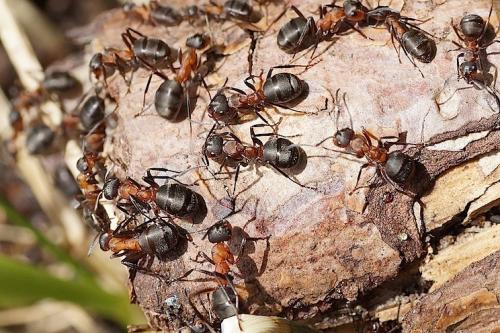 Réf. 154 230 : Formica polyctena