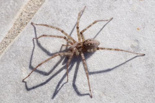 Tegenaria parietina