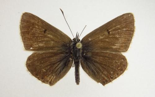 Réf. 154 006 : Aricia sp.