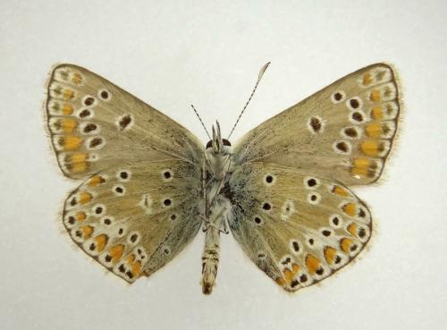 Réf. 154 007 : Aricia sp.