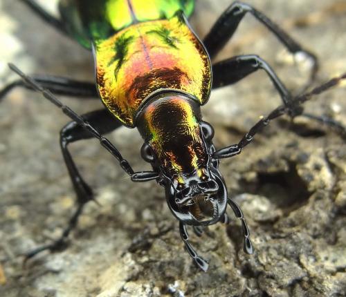 Réf. 154 326 : Carabus splendens