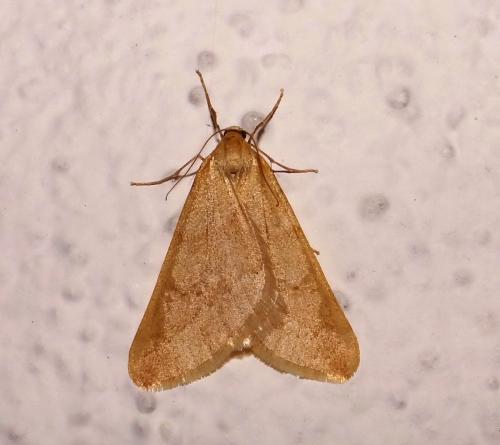 Alsophila aceraria