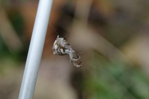 Hyptiotes sp.