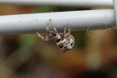 Hyptiotes sp.