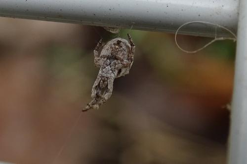 Hyptiotes sp.