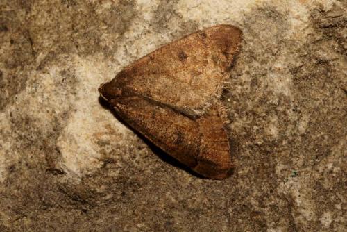 Réf. 154 993 : Theria primaria