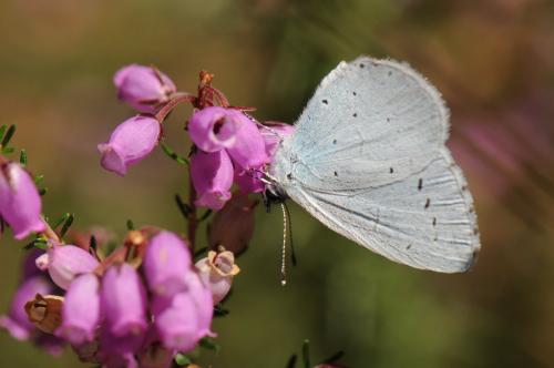 Celastrina argiolus
