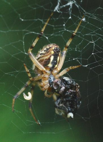 Réf. 154 960 : Neoscona sp.