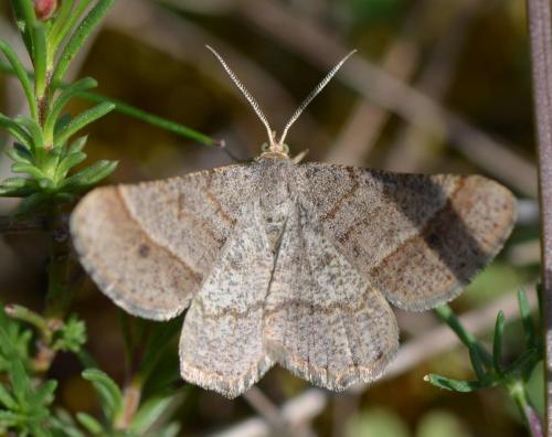 Isturgia murinaria