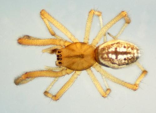 Enoplognatha mordax