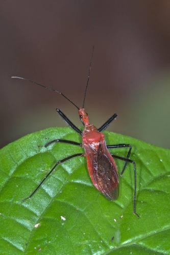 Réf. 154 096 : Cydnocoris sp.