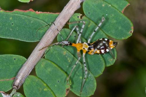 Harpactorinae