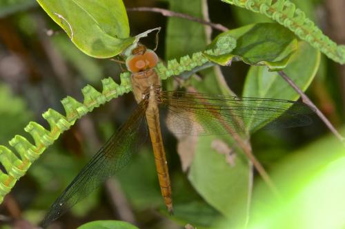 Tholymis tillarga