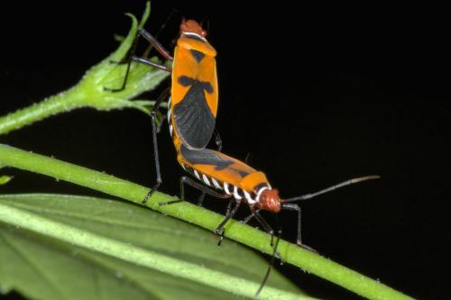 Dysdercus poecilus