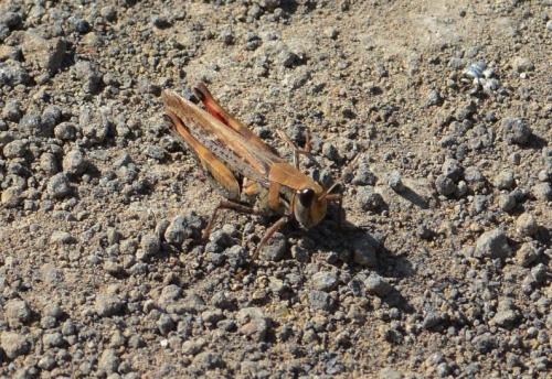 Calliptamus plebeius
