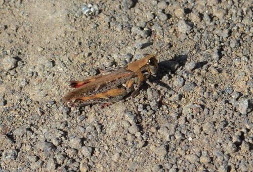 Calliptamus plebeius