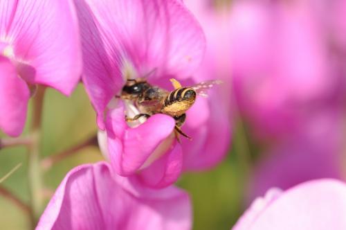 Réf. 154 827 : Megachile ericetorum