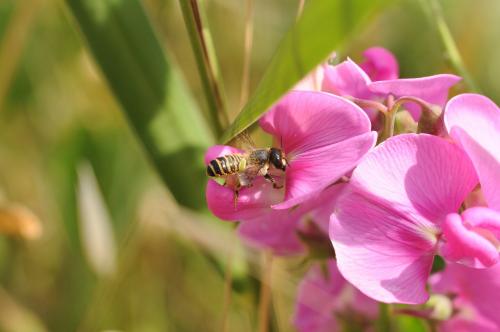 Réf. 154 828 : Megachile ericetorum