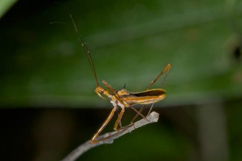 Harpactorinae