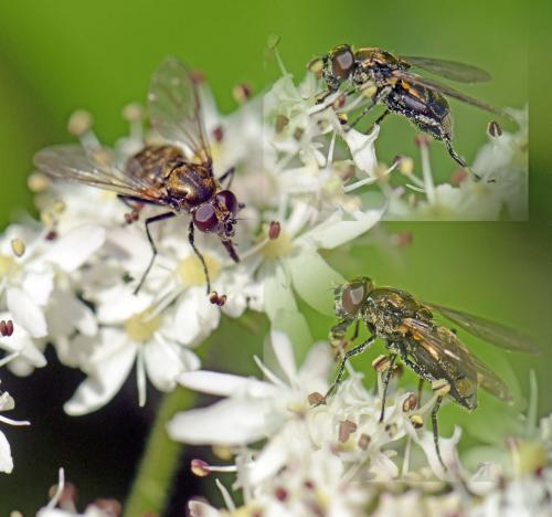 Cheilosia sp.