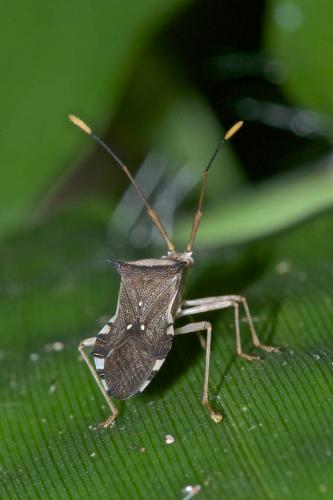 Cletus sp.