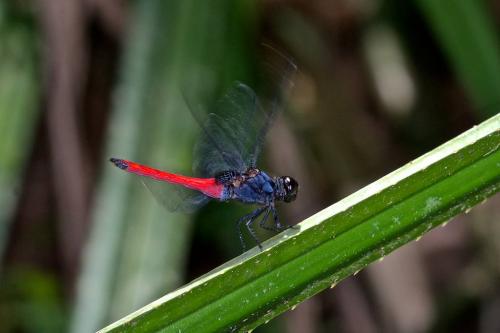 Orthetrum pruinosum