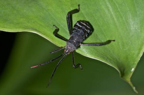 Anoplocnemis sp.