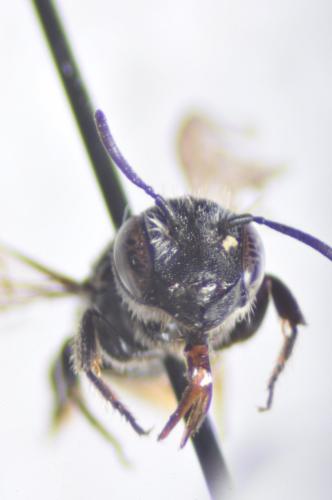 Heriades sp.