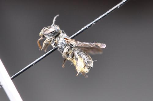 Heriades sp.