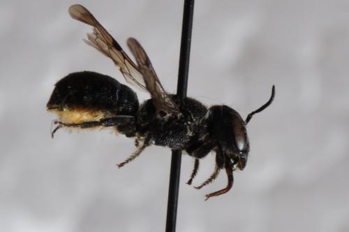 Heriades sp.