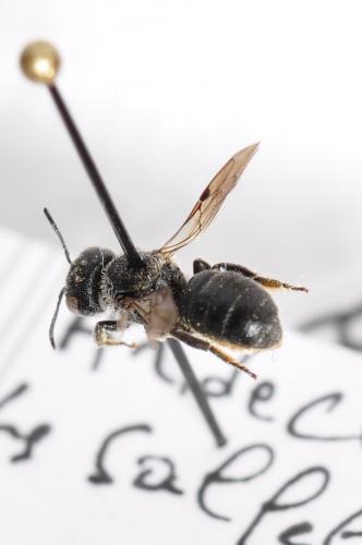 Heriades sp.