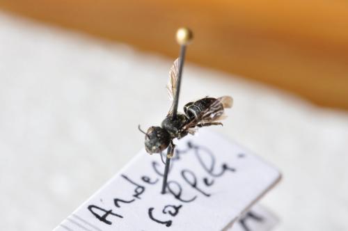 Heriades sp.