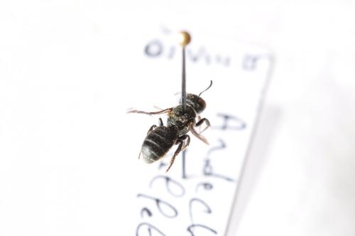 Heriades sp.