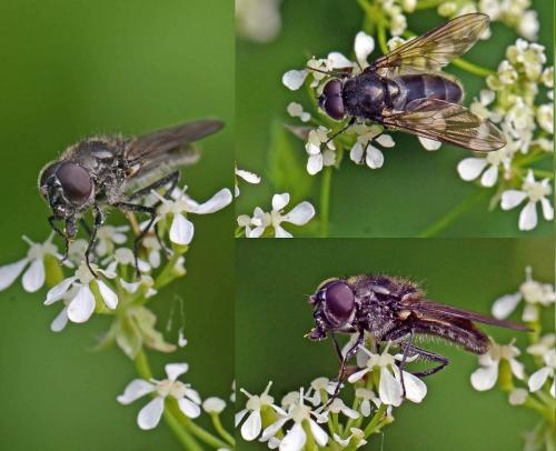 Cheilosia variabilis