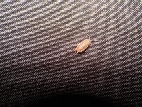 Porcellio sp.