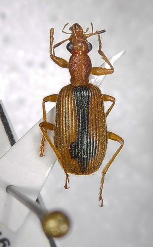 Réf. 154 025 : Drypta distincta