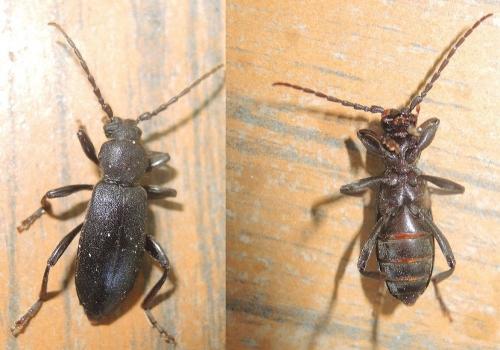 Saphanus piceus