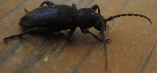 Saphanus piceus