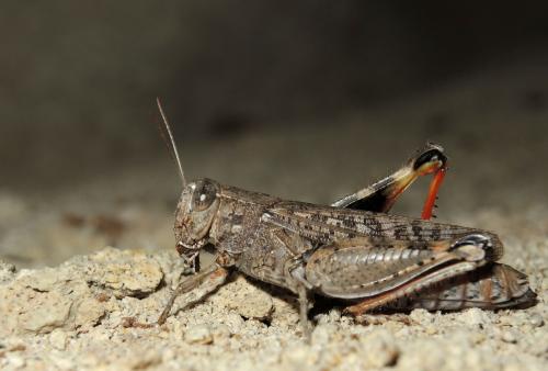 Réf. 154 386 : Calliptamus barbarus barbarus