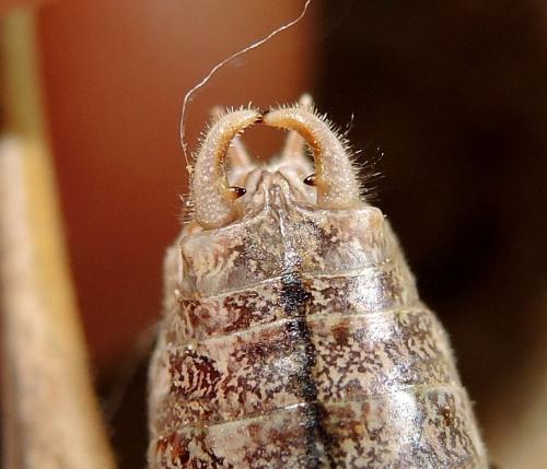 Réf. 154 381 : Pterolepis spoliata