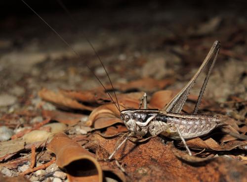Pterolepis spoliata