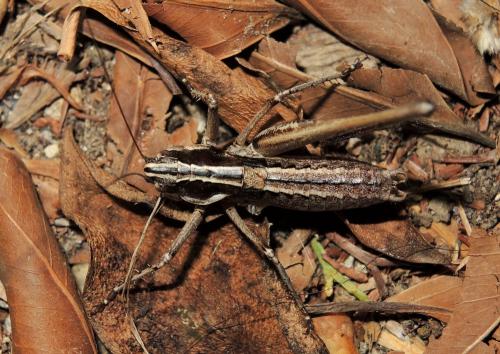 Réf. 154 380 : Pterolepis spoliata