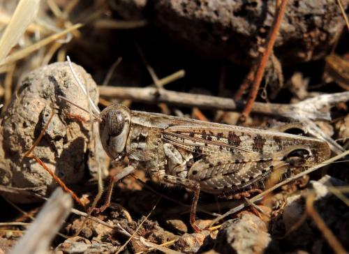 Réf. 154 388 : Calliptamus barbarus barbarus