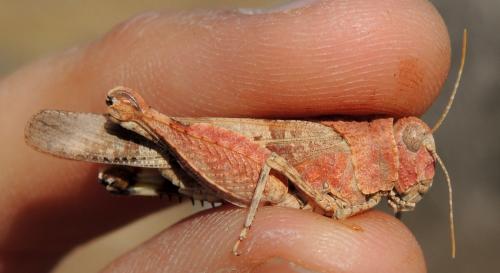 Oedipoda charpentieri